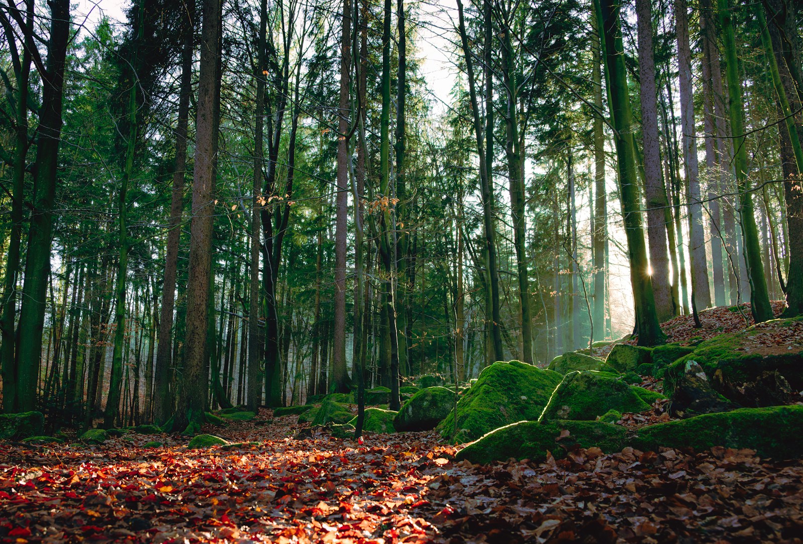 Luz del sol entre árboles de un bosque
